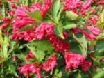 Weigela 'Eva Rathke' la ghiveci P 9.5, H 30 cm