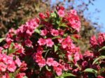 Weigela 'Eva Rathke' la ghiveci P 9.5, H 30 cm - imagine 2