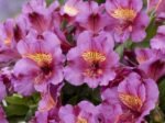 Alstroemeria 'Incalys Purple' (soi pitic) - Crinul Peruan la ghiveci P9 - H 5-10 cm
