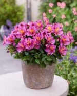 Alstroemeria 'Incalys Purple' (soi pitic) - Crinul Peruan la ghiveci P9 - H 5-10 cm - imagine 2