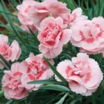 Dianthus Doris - Garofita perena roz cu flori duble la ghiveci P9