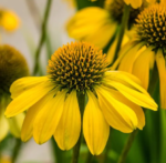 Echinacea Sunny Meadow Mama la ghiveci P10 - H 5 cm - imagine 2
