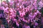 Erica carnea aurea (Erica de Iarna) vesnic verde la ghiveci P10.5