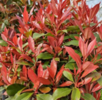Photinia 'Carre Rouge' arbust peren cu frunzis vesnic verde la ghiveci P9.5, H 40-45 cm (Livrarea dupa 10 Septembrie)