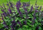 Salvia guaranitica „Purple and Bloom” - Salvia cu parfum de anason la ghiveci C2, H 40-50 cm - imagine 3