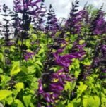 Salvia guaranitica „Purple and Bloom” - Salvia cu parfum de anason la ghiveci C2, H 40-50 cm - imagine 2