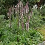 Acanthus hungaricus (Gheara ursului) la ghiveci P9 - imagine 3