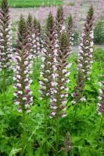 Acanthus hungaricus (Gheara ursului) la ghiveci P9