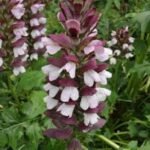 Acanthus hungaricus (Gheara ursului) la ghiveci P9 - imagine 2