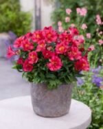 Alstroemeria 'Incalys Cherry' (soi pitic) - Crinul Peruan la ghiveci P9 - H 5-10 cm - imagine 2