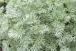 Artemisia Absynthum - Pelin la ghiveci P9