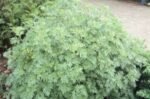 Artemisia Absynthum - Pelin la ghiveci P9 - imagine 2