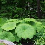 Astilboides tabularis - Astilboides comun la ghiveci P9