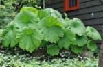 Astilboides tabularis - Astilboides comun la ghiveci P9 - imagine 3
