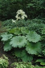 Astilboides tabularis - Astilboides comun la ghiveci P9 - imagine 2