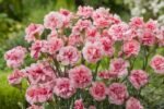 Dianthus Doris - Garofita perena roz cu flori duble la ghiveci P9 - imagine 2