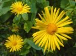 Doronicum Orientale - Margareta galbenă orientală la ghiveci P9
