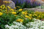 Doronicum Orientale - Margareta galbenă orientală la ghiveci P9 - imagine 3
