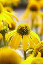 Echinacea Sunny Meadow Mama la ghiveci P10 - H 5 cm