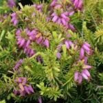 Erica carnea aurea (Erica de Iarna) vesnic verde la ghiveci P10.5 - imagine 2