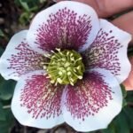 Spanz - Helleborus Pretty Ellen Spotted cu frunzis vesnic verde la ghiveci P9, H 10-15 cm