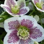 Spanz - Helleborus Pretty Ellen Spotted cu frunzis vesnic verde la ghiveci P9, H 10-15 cm - imagine 2