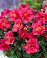 Alstroemeria 'Incalys Cherry' (soi pitic) - Crinul Peruan la ghiveci P9 - H 5-10 cm