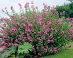 Lavatera Burgundy Wine - Nalba arbustiva la ghiveci P9 - imagine 3