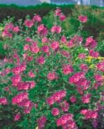 Lavatera Burgundy Wine - Nalba arbustiva la ghiveci P9 - imagine 2
