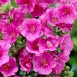 Lavatera Burgundy Wine - Nalba arbustiva la ghiveci P9