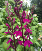 Lobelia speciosa „Tania” (Floarea Cardinală) la ghiveci P10 - H 5-10 cm