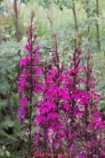 Lobelia speciosa „Tania” (Floarea Cardinală) la ghiveci P10 - H 5-10 cm - imagine 3