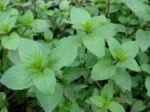 Mentha piperita - Izma Buna sau Menta la ghiveci P9, H 25-30 cm