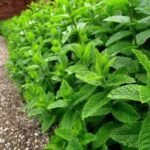 Mentha piperita - Izma Buna sau Menta la ghiveci P9, H 25-30 cm - imagine 2