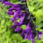 Salvia guaranitica „Purple and Bloom” - Salvia cu parfum de anason la ghiveci C2, H 40-50 cm