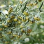 Artemisia Absynthum - Pelin la ghiveci P9 - imagine 3