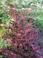 Berberis thunbergii 'Rose Glow' - Dracila - la ghiveci, H 15-20 cm - imagine 2