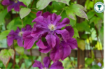 Clematita 'Etoile Violette' la ghiveci P12,  H 35-45 cm