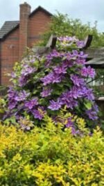 Clematita 'Barbara Jackman' la ghiveci P12,  H-35-45 cm - imagine 2