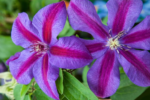 Clematita 'Barbara Jackman' la ghiveci P12,  H-35-45 cm