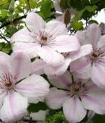 Clematita 'John Paul II' la ghiveci P12,  H 35-45 cm - imagine 2