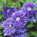 Clematita 'Multi Blue' la ghiveci P12,  H 35-45 cm