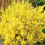 Forsythia intermedia 'Lynwood',ploaia de aur, la ghiveci P9.5, H 20-25 cm