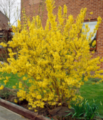 Forsythia intermedia 'Lynwood',ploaia de aur, la ghiveci P9.5, H 20-25 cm - imagine 2