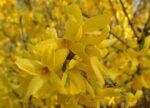 Forsythia intermedia 'Lynwood',ploaia de aur, la ghiveci P9.5, H 20-25 cm - imagine 3