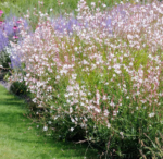 Gaura lindheimeri  - Floarea albinelor alba la ghiveci P9 - imagine 2