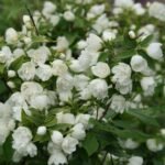 Philadelphus "Manteau d'Hermine" - Iasomie parfumata cu flori duble, la ghiveci C2, H 40-50  cm