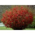 Gutui Japonez Rosu - Chaenomeles x superba 'Texas Scarlet'  la ghiveci C1.5, H 30-40  cm - imagine 2