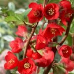 Gutui Japonez Rosu - Chaenomeles x superba 'Texas Scarlet'  la ghiveci C1.5, H 30-40  cm