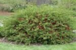 Gutui Japonez Rosu - Chaenomeles x superba 'Texas Scarlet'  la ghiveci C1.5, H 30-40  cm - imagine 3